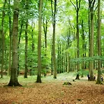 Eifel Nationalpark Sonnenterrasse & Kamin Apartamento *