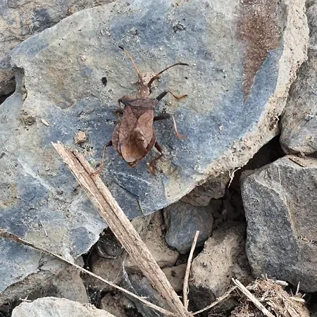 Fewo Eifel Dahlem Nationalpark Sonnenterrasse & Kamin