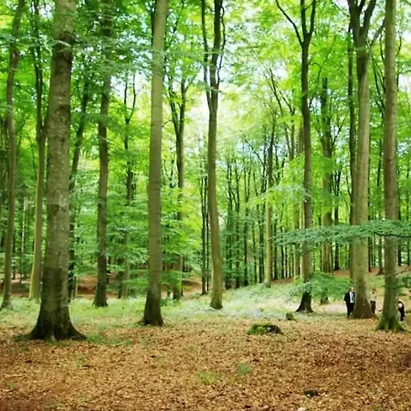 Eifel Nationalpark Sonnenterrasse&kamin Apartment *