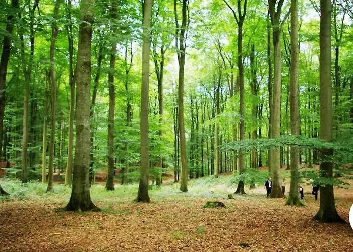 Eifel Nationalpark Sonnenterrasse & Kamin Lejlighed *